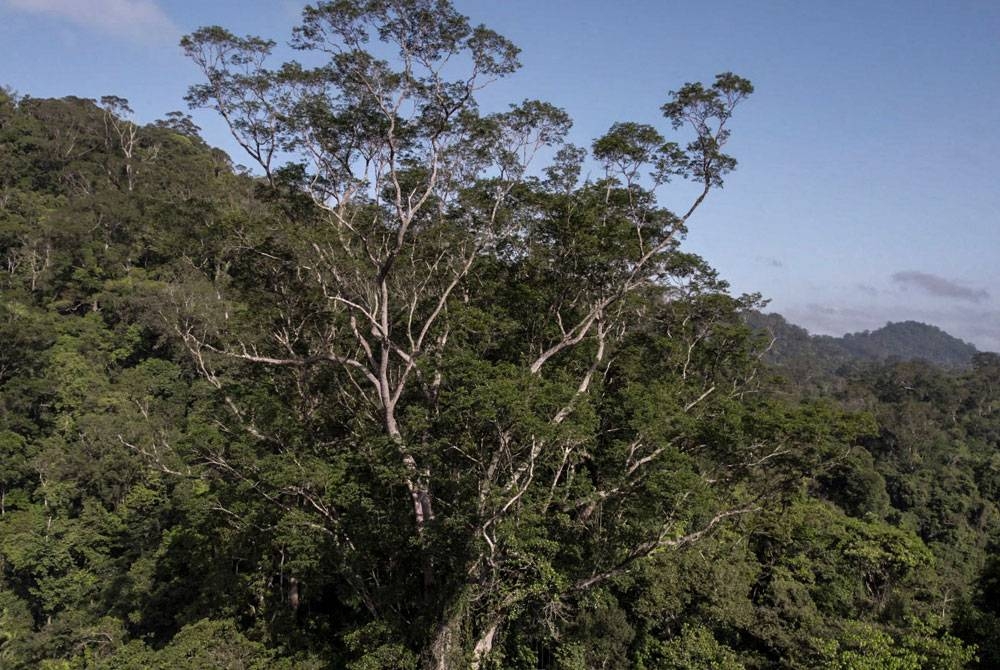 Pokok Angelim Vermelho (Dinizia Excelsa Ducke) mempunyai ketinggian 88.5m.