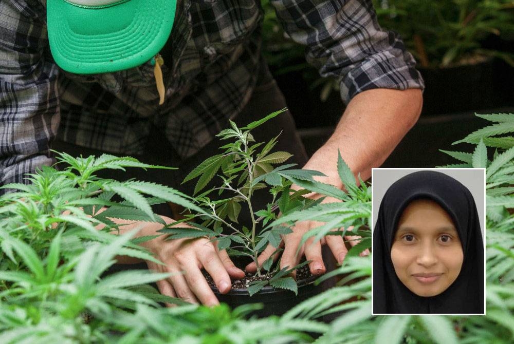 Dari sudut saintifik, ganja yang dikenali sebagai Marijuana atau Cannabis Sativa mengandungi lebih 500 bahan kimia termasuklah delta-9 THC iaitu unsur yang boleh mengubah cara manusia berfikir. Gambar kecil: Dr Zizi Azlinda