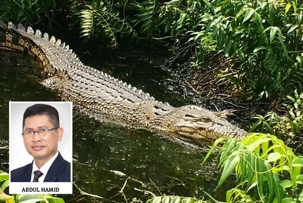 Populasi buaya tembaga di lima sungai di Sabah menunjukkan peningkatan sejak tahun 1990.