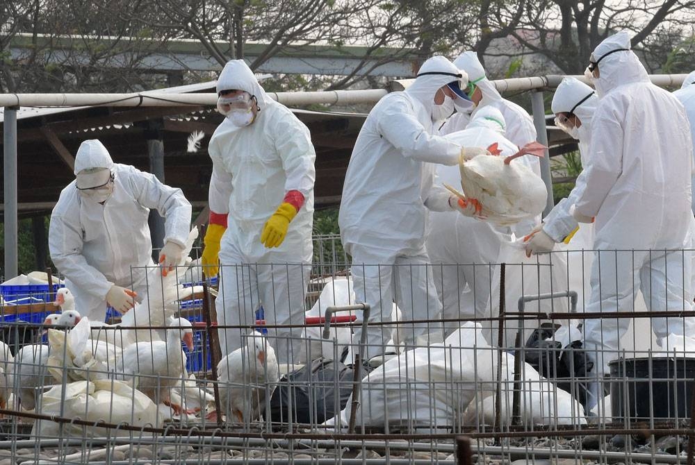 Kakitangan Pusat Kawalan Penyakit Haiwan meletakkan itik angsa yang akan dihapuskan dalam beg plastik bagi mengelak selesema burung merebak di Taoyuan, Taiwan.