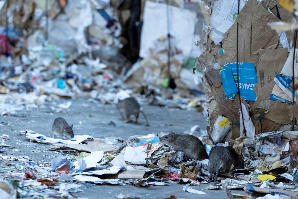 Tikus berkeliaran di sekitar sampah yang dikutip syarikat pengurusan sisa di Paris. - Foto AFP