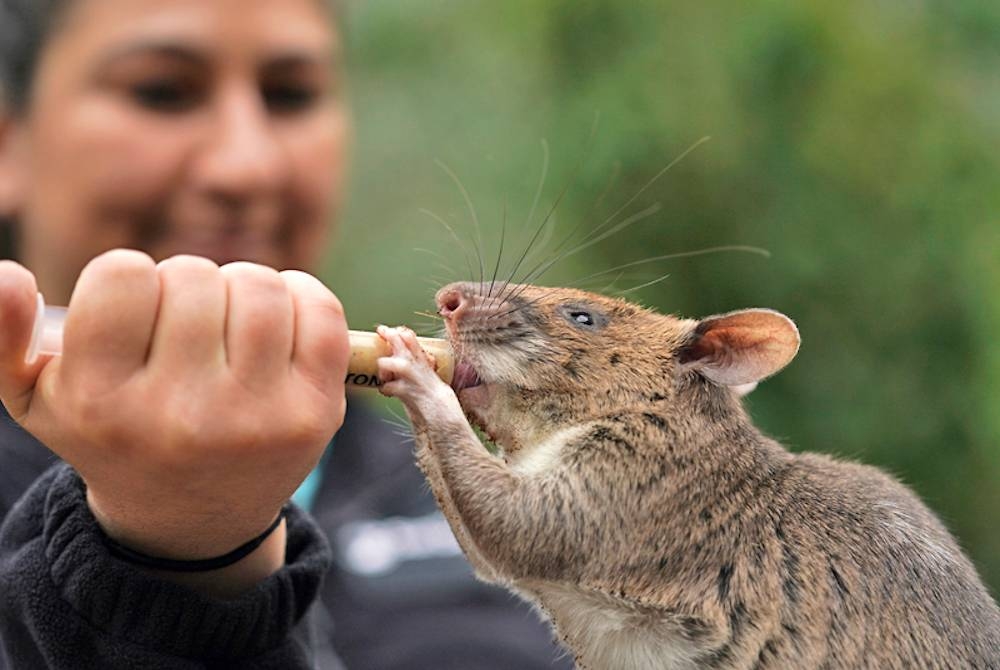 Pakar penjagaan hidupan liar Zoo San Diego, Lauren Credidio memberikan manisan kepada Runa, seekor tikus gergasi Afrika, selepas ia berjaya mencari dan menemui kantung teh chamomile semasa pembentangan di zoo berkenaan pada minggu lalu. - Agensi