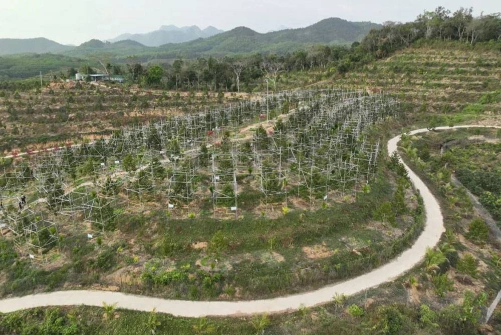 China bakal memasarkan hasil pertama projek ladang durian seluas lebih 3,000 hektar di Pulau Hainan bulan depan.