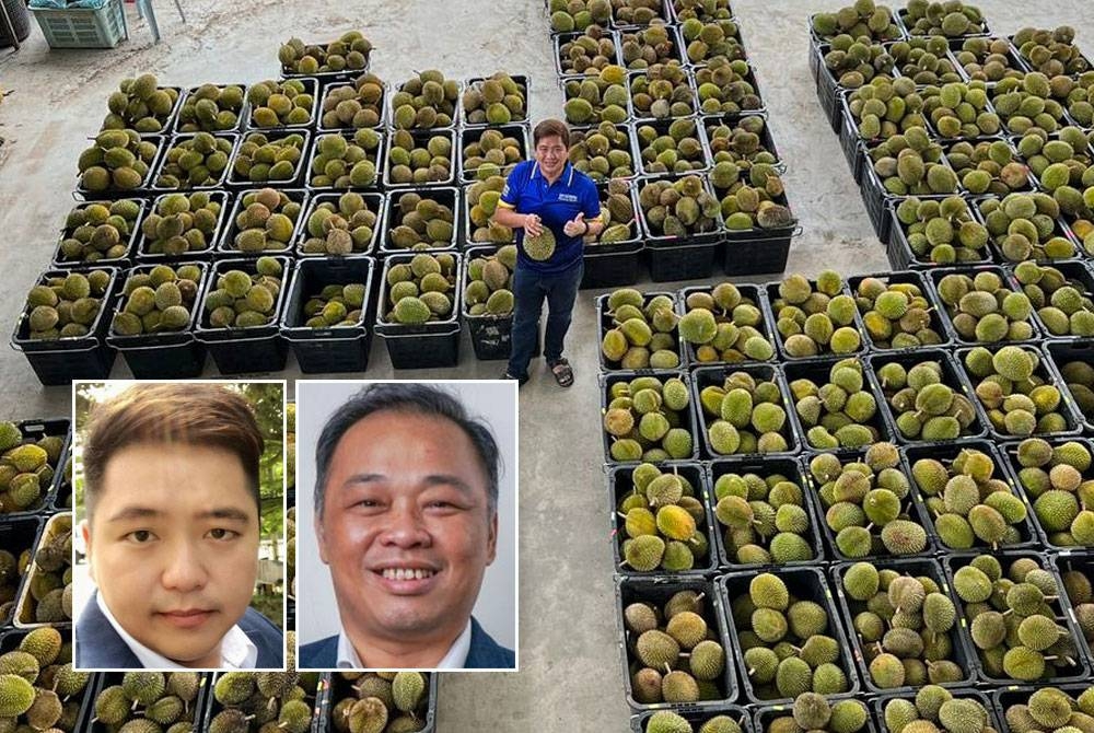 Musang king Malaysia khususnya dari Raub dikatakan memiliki kualiti yang lebih baik berbanding musang king yang ditanam di negara lain. Gambar kecil dari kiri: Nicky, Mei Soon