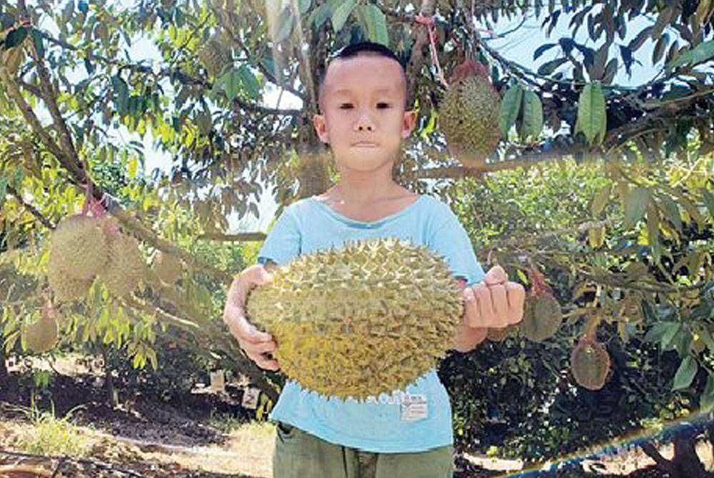 Seorang kanak-kanak menunjukkan buah durian yang dihasilkan di Pulau Hainan.