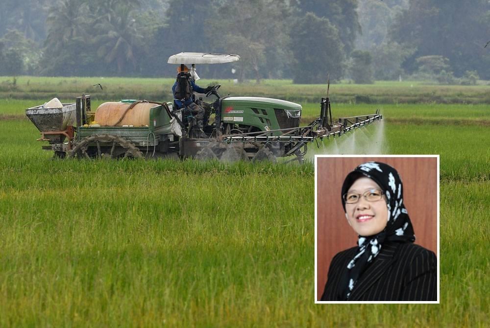 Cuaca panas yang melanda negara ketika ini menyebabkan sekuriti makanan negara terjejas apabila hasil padi dijangka mengalami kemerosotan. - Gambar hiasan (Gambar kecil: Norida)