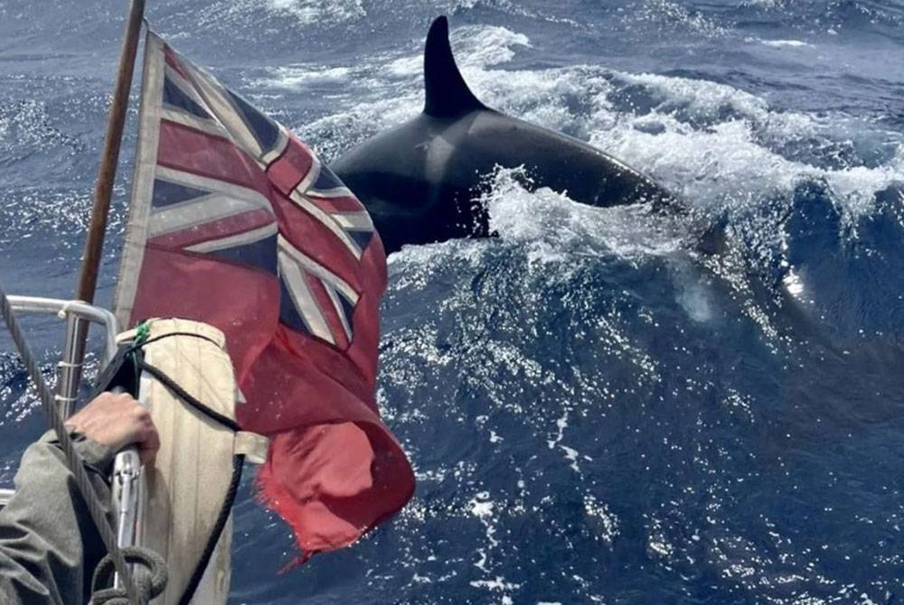 Insiden paus pembunuh merempuh bot kecil di Selat Gibraltar sempat dirakam baru-baru ini.