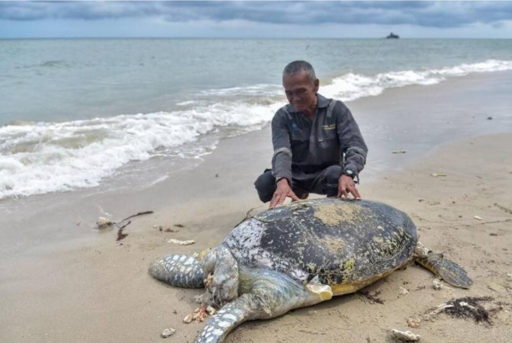 Bangkai penyu yang ditemui terdampar di pantai.