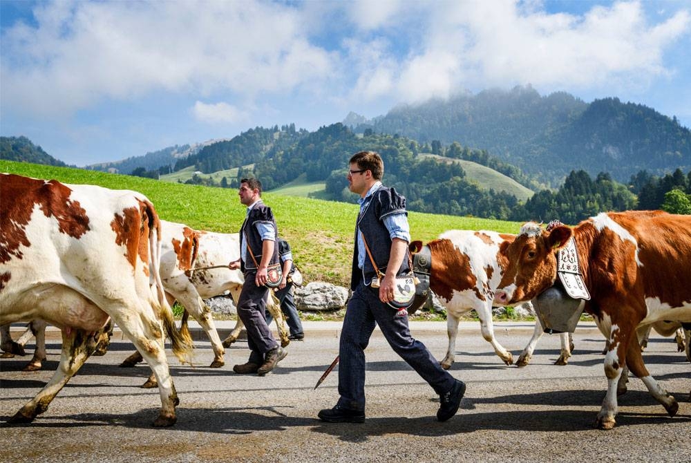 Meski menjadi negara 10 terkaya di Eropah, namun lembu masih begitu penting bagi masyarakat Swiss hingga hari ini. - Gambar hiasan 123RF