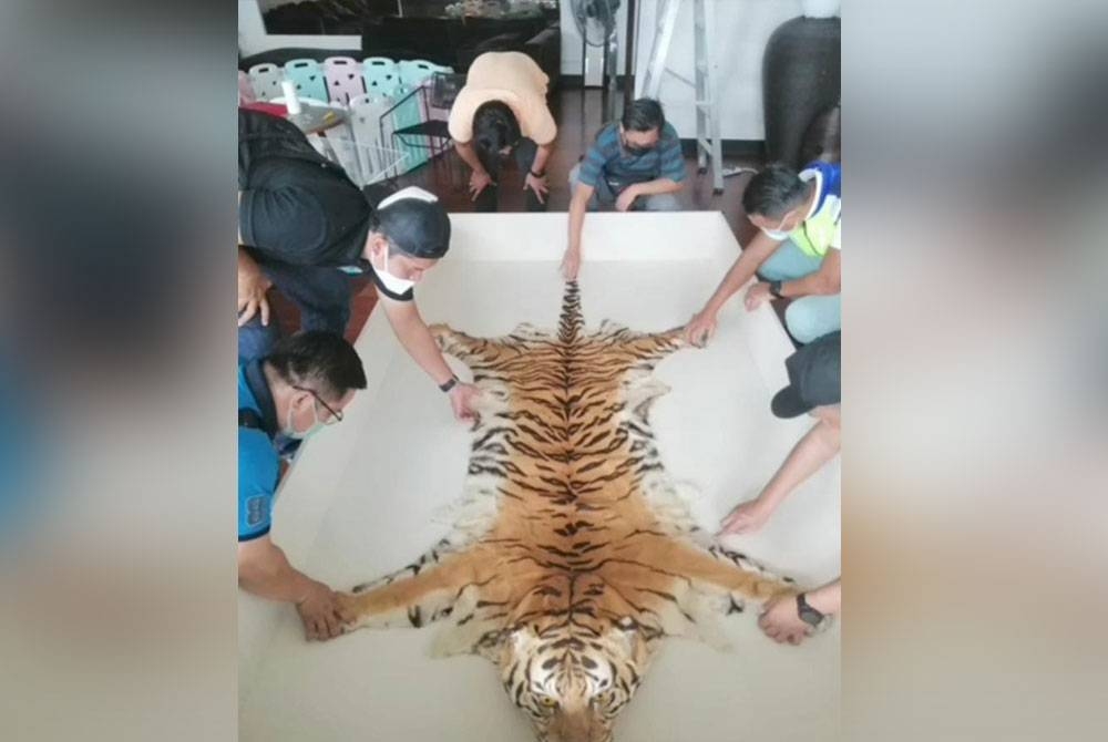 Kulit harimau dikesan antara menjadi pilihan selain harganya yang tinggi di pasaran.