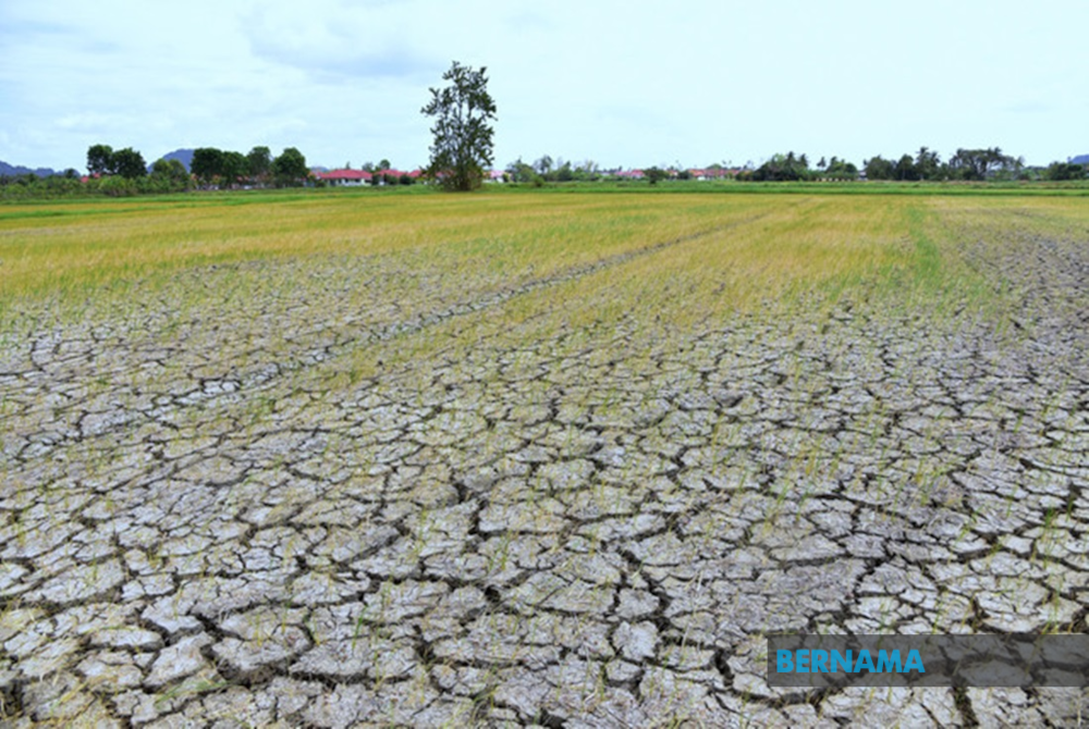 Ancaman perubahan iklim ini sedang memangsakan sektor pertanian dan tahap keterjaminan makanan kita. Gambar hiasan