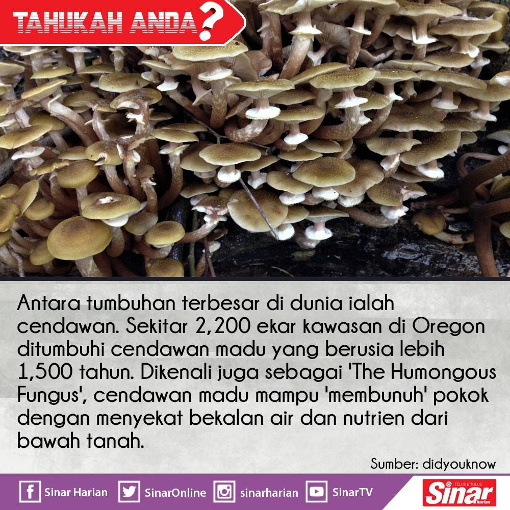 Tahukah anda tumbuhan yang terbesar di dunia?