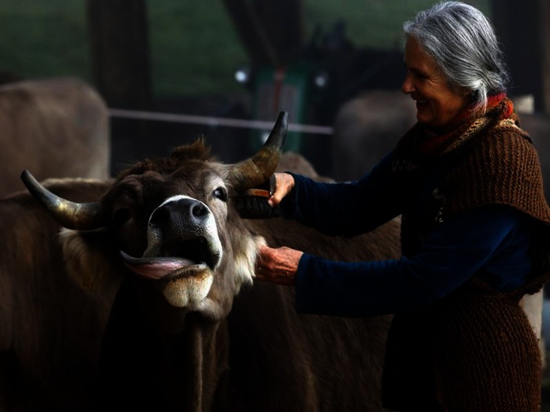 Claudia, isteri Armin Capaul, membersihkan seekor lembu menjelang undi nasional pada 25 November, di ladang Valengiron di Perrefitte dekat Moutier, Switzerland - Foto Reuters.