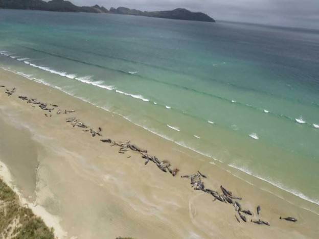 145 paus pilot ditemui terdampar di Pulau Stewart di New Zealand. - Foto NZHerald
