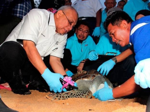 Pengerusi Jawatankuasa Pertanian, Industri Asas Tani dan Bioteknologi Negeri Pahang, Datuk Seri Mohd Soffi Abd Razak (kiri) memasang penanda untuk mengesan seekor daripada penyu agar yang dilepaskan ke laut selepas merasmikan Program Kesedaran dan Pemuliharaan Penyu Bersama Komuniti Cherating di Pusat Konservasi dan Penerangan Penyu, Cheraring, petang tadi. Foto: Bernama
