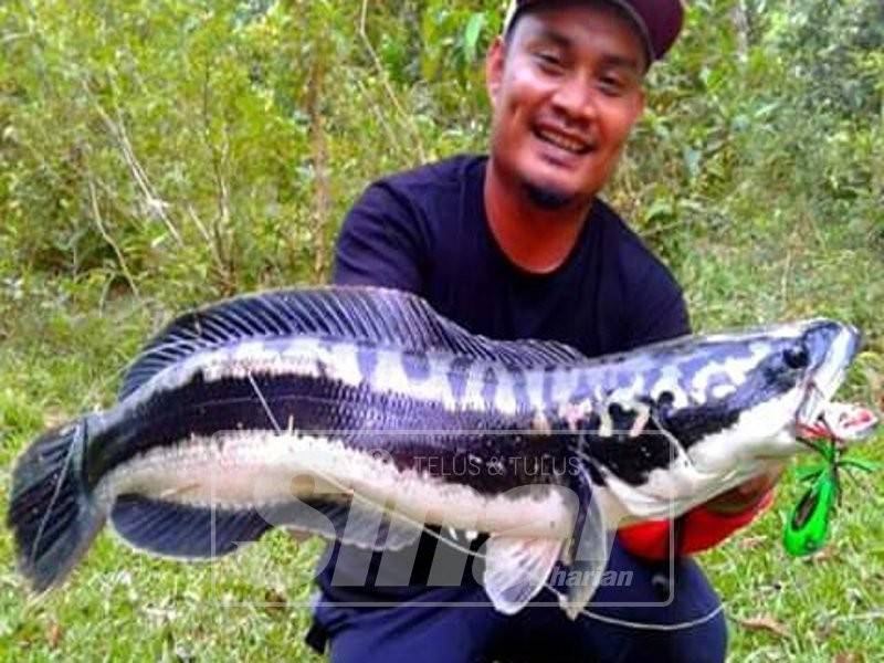 Raja Mohd Sayuti menunjukkan hasil tangkapan diperoleh menerusi teknik casting ikan toman menggunakan gewang.