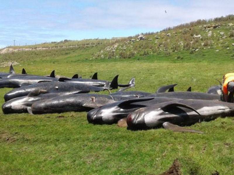 Puluhan paus pilot tersebut dijumpai mati terdampar di pantai Kepulauan Chatham di New Zealand.