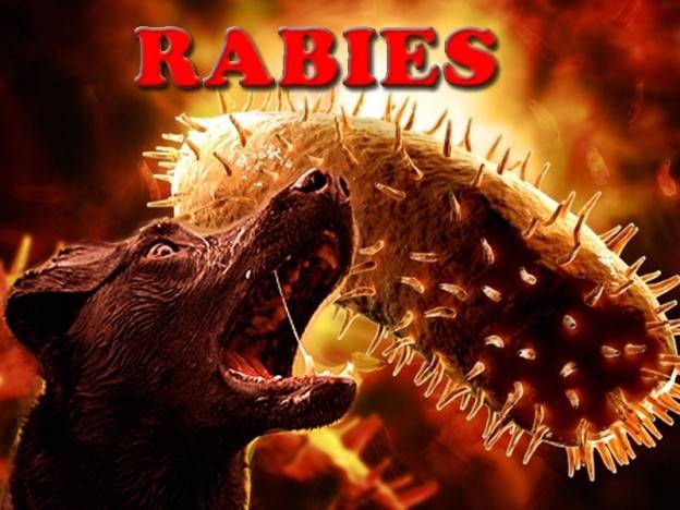 Rabies