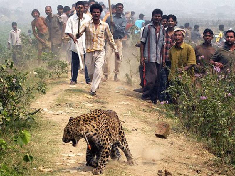  Serangan harimau bintang di India kerap berlaku.