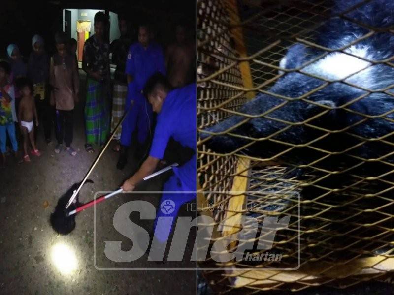 Anggota APM menangkap haiwan tersebut. Gambar kanan: Musang binturong berjaya ditangkap APM Baling