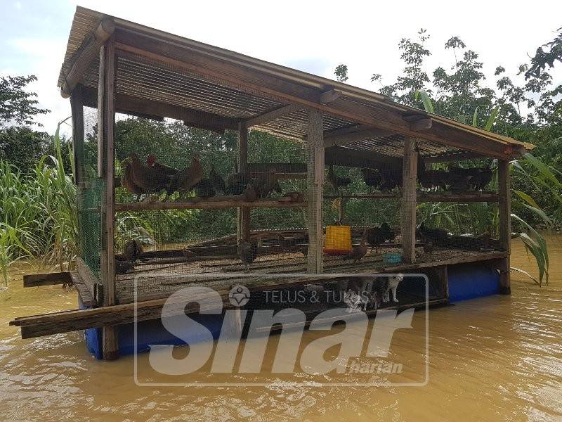 Bina reban terapung elak ayam mati