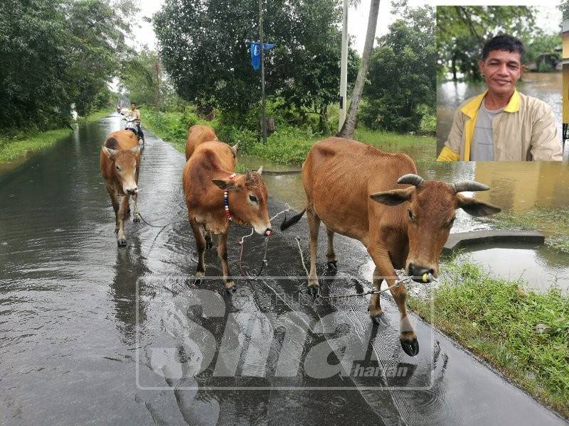 Sekumpulan lembu. Gambar kecil, Mohamad Zul Awang Senik.