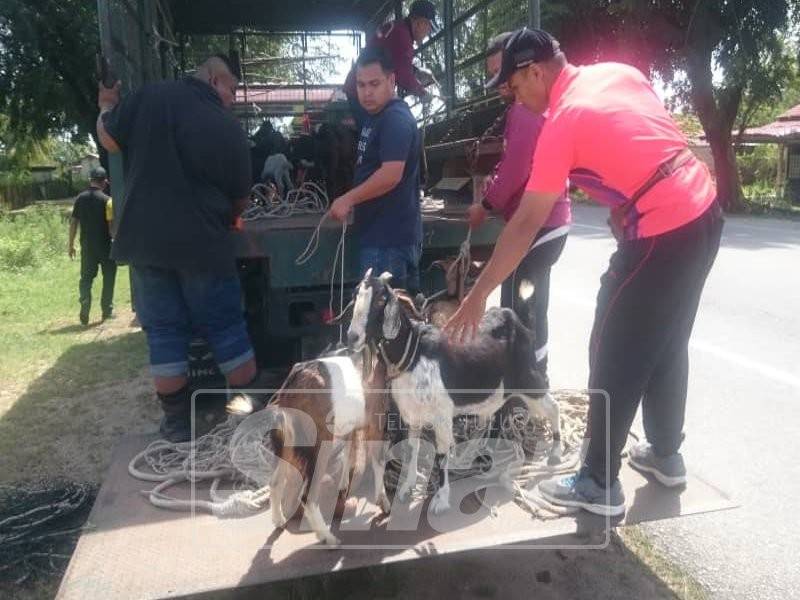 Anggota penguatkuasa MDB menangkap kambing berkeliaran dalam operasi kelmarin.