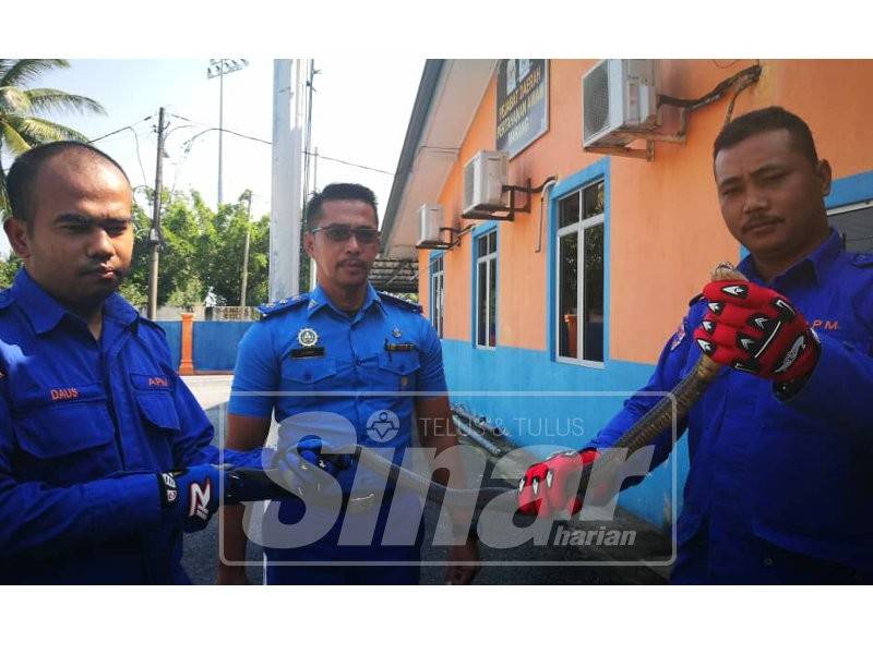 Zabri (tengah) dan anggotanya menunjukkan tedung senduk ditangkap di Seberang Marang malam tadi.