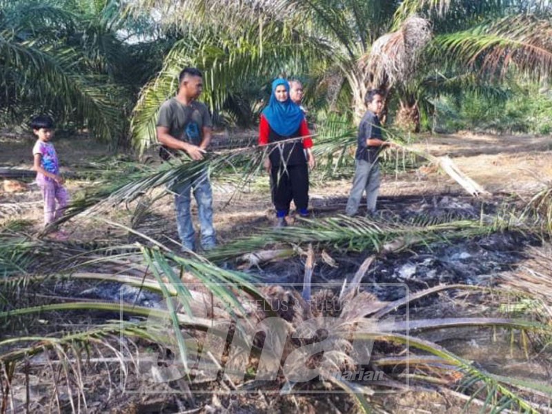 Pekebun menunjukkan hasil tanaman mereka musnah diserang gajah.