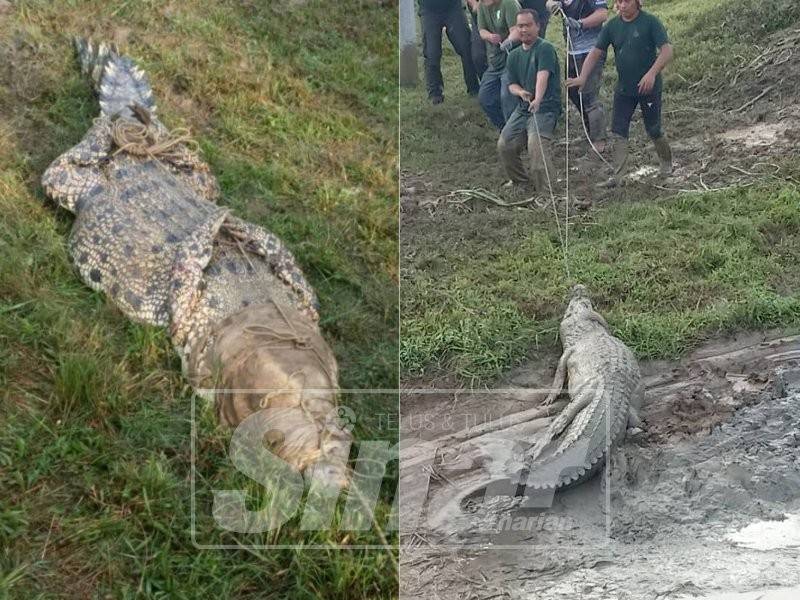 Anggota Jabatan Perhilitan Melaka berjaya menangkap buaya seberat 200 kilogram di Empangan Durian Tunggal, di sini, semalam.