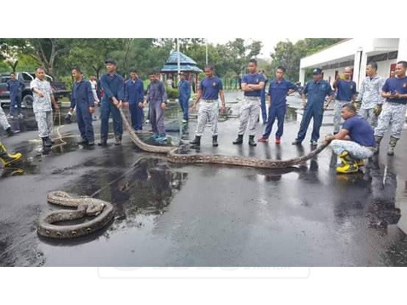 Anggota Bomba TLDM berjaya tangkap ular sedang mengawan dalam Pangkalan TLDM Lumut hari ini. - Foto pembaca