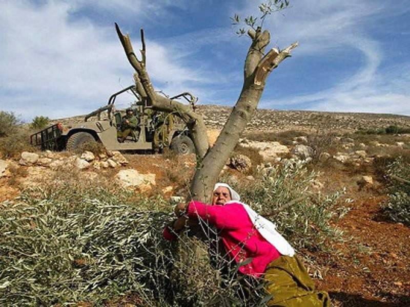  Seorang wanita tua Palestin memeluk erat pokok zaitun yang dimusnahkan tentera Israel semasa pihak rejim merampas sebidang tanah di Tebing Barat.
