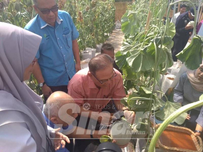 Wan Rosdy (tengah) memetik buah Rock Melon sambil diperhatikan Mohd Soffi (dua, kiri, duduk) selepas majlis MoU bersama ladang tersebut, hari ini.