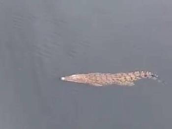 Buaya tembaga gemparkan pengunjung pantai di Labuan