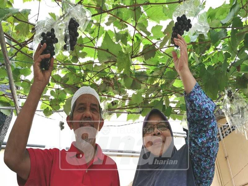 Wan Ahmad (kiri) bersama isterinya menunjukkan tanaman anggur Uzbekistan yang diusahakan mereka berdua berbuah lebat.