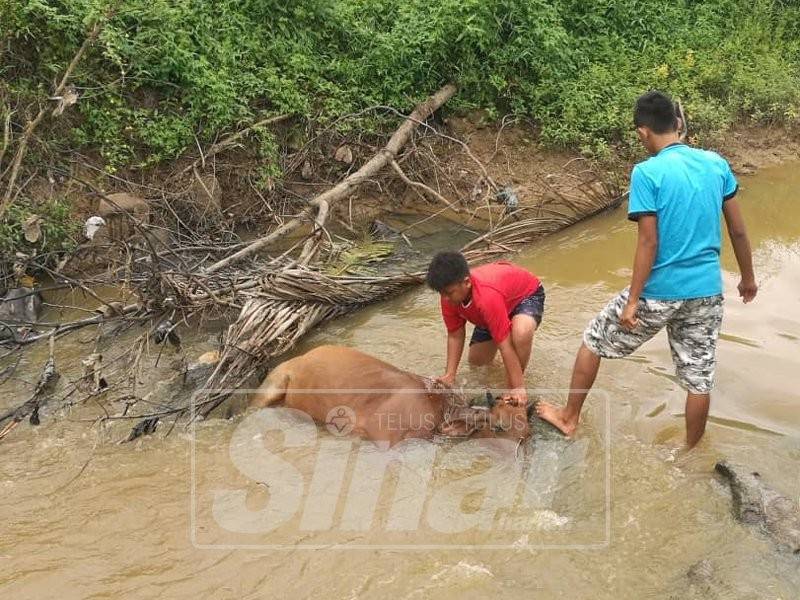 Lembu Zakaria yang disangka hilang ditemukan mati dipercayai lemas.