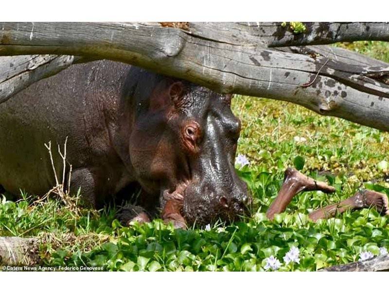 Wanjiuku terperangkap di bawah sebuah pokok tumbang ketika mahu menyelamatkan diri daripada serangan badak air berkenaan.- Foto Caters News Agency/ Frederico Genovese