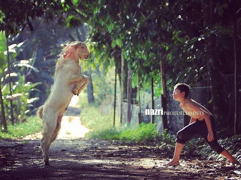 Gambar Syukor bergurau dengan kambing yang dikongsi Nazri Sulaiman dalam facebook beliau.