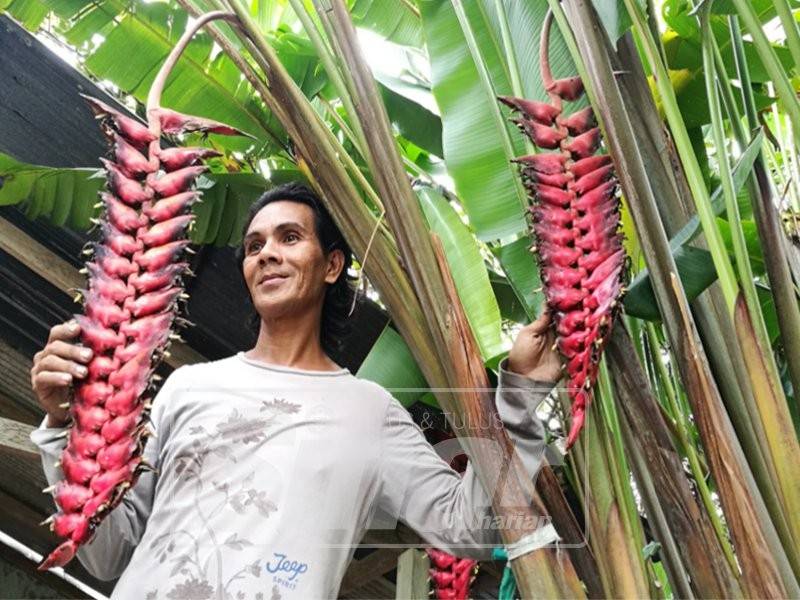 Sukri kagum dengan keunikan bunga heliconia poganatha mariae yang ditanam di halaman rumahnya.