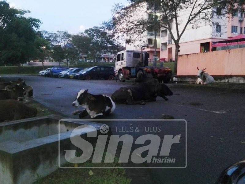 Beberapa ekor lembu yang dibiarkan berkeliaran di parkir sebuah kawasan perumahan sekitar Mantin.
