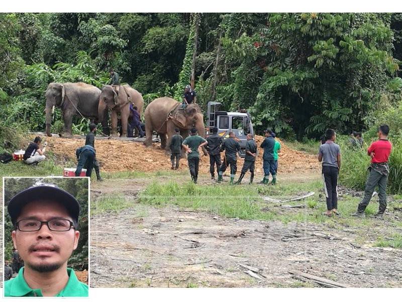 Proses pemindahan gajah jantan seberat 3.5 matrik tan oleh kakitangan Perhilitan Kelantan dan Pusat Konservasi Gajah Kebangsaan Kuala Gandah, hari ini. Gambar kecil: Adnan Ismail