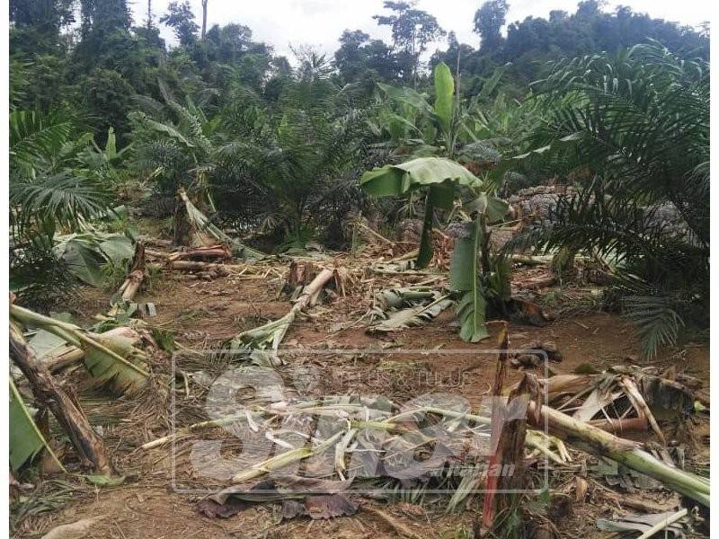 Hampir 24 hektar kebun pisang, getah dan sawit musnah diserang sekumpulan gajah liar di Kampung Kuala Betis.