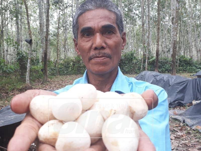 Galak penoreh getah tanam cendawan volvariella