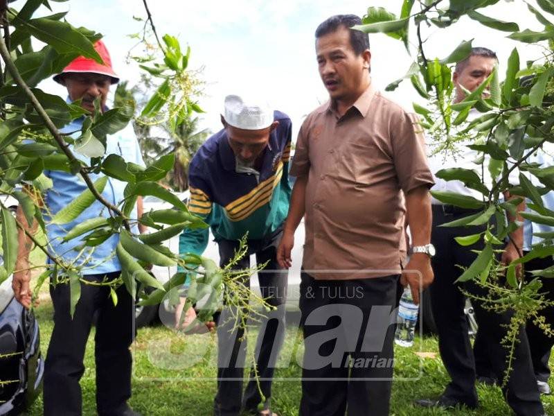 Azman melihat pokok mangga harumanis yang baru berbunga di Kampung Padang Nyor, Kuala Nerang.