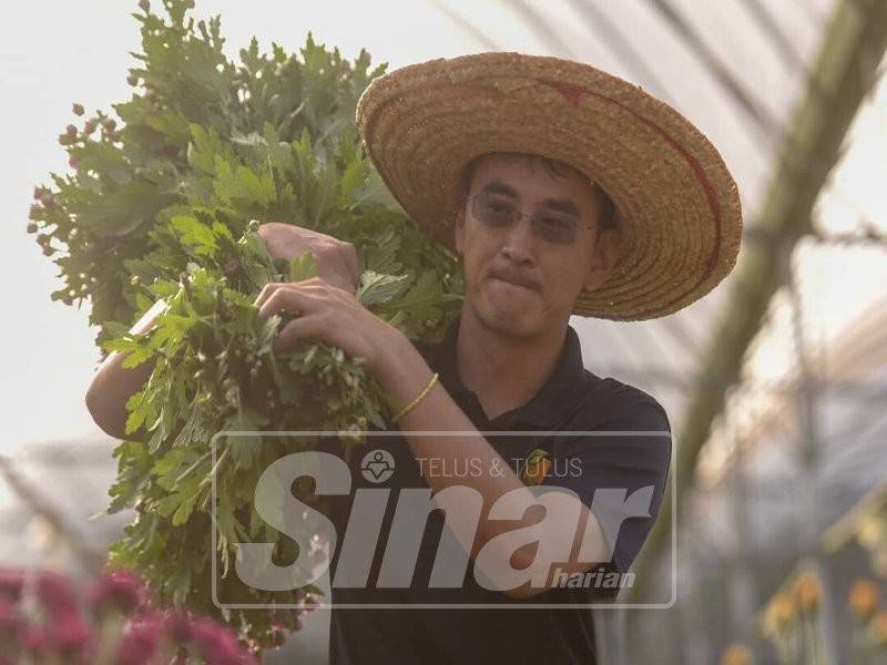 Seng Yee ketika ditemui di.kebun bunganya, hari ini. - Foto Sinar Harian oleh SHARIFUDIN ABDUL RAHIM