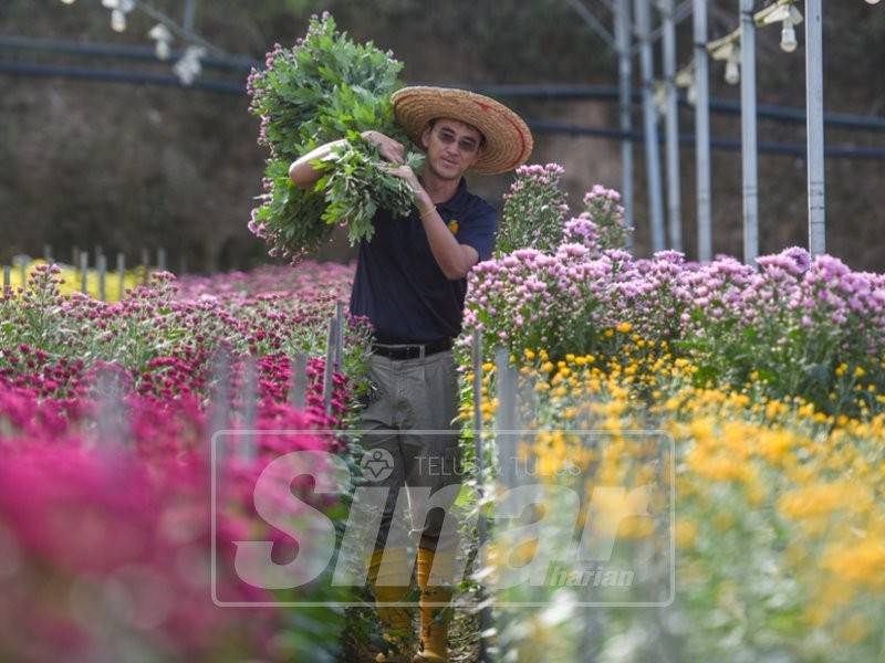 Calon Bebas, Wong Seng Yee meneruskan rutin harian meninjau ladang bunga kekwa miliknya sebelum memulakan kempen pada hari ketiga PRK Cameron Highlands. - Foto SINAR HARIAN/SHARIFUDIN ABDUL RAHIM