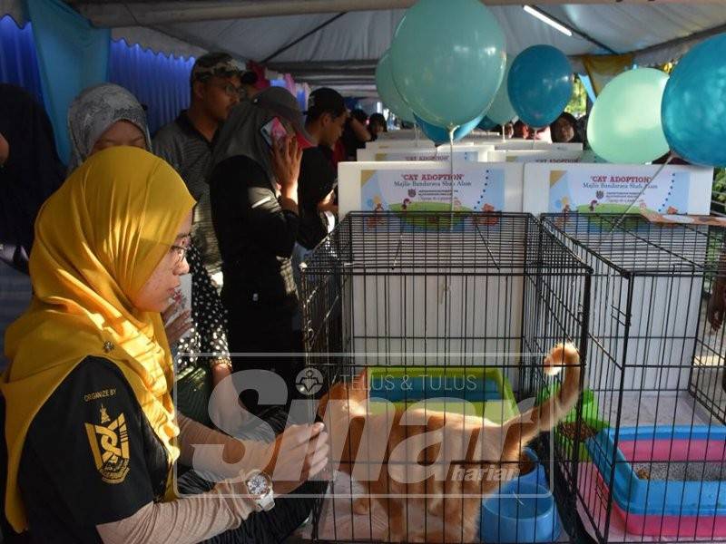 Antara kucing yang ditawarkan untuk diadopsi ketika program berkenaan.
