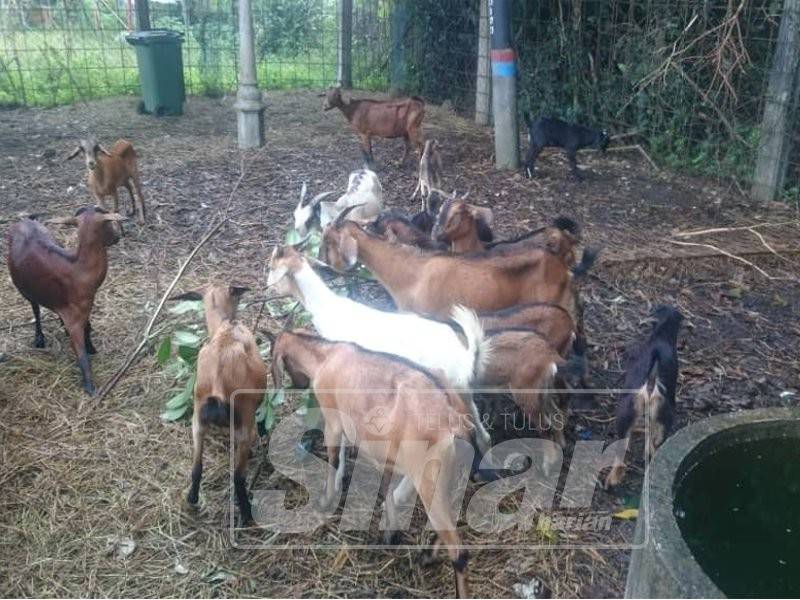 Sebahagian daripada kambing yang akan dilelong pagi esok.