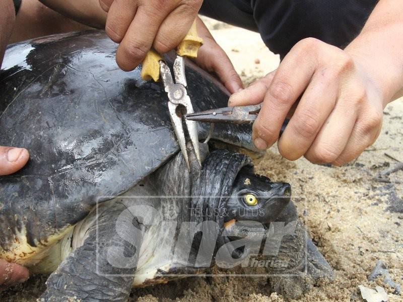 Tiga sukarelawan TCS berusaha mengeluarkan mata kail yang terkena pada badan tuntung jantan.