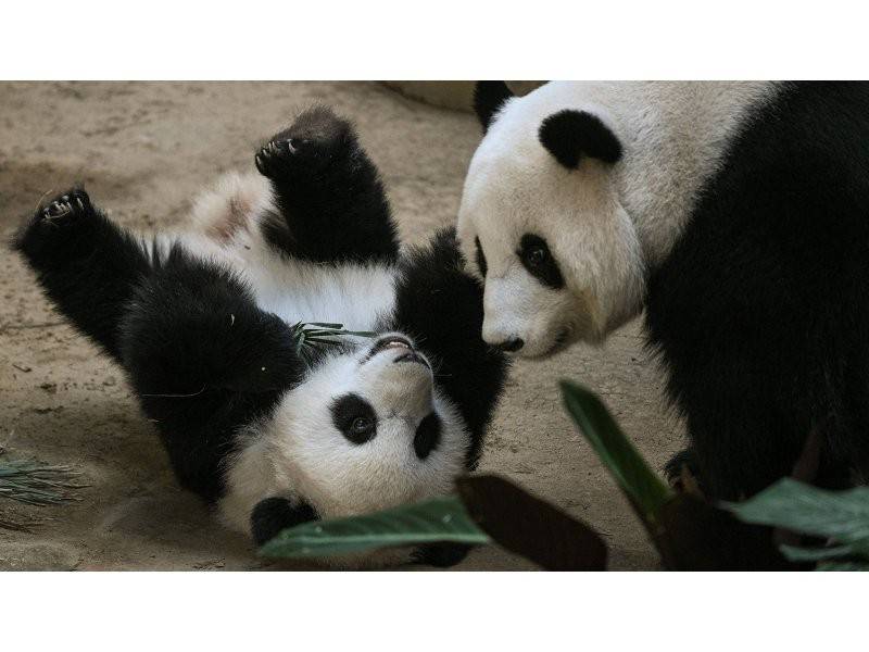 Adik (kiri) ketika bermain dengan ibunya pada sambutan ulang tahun pertamanya di Zoo Negara hari ini. - Foto AFP